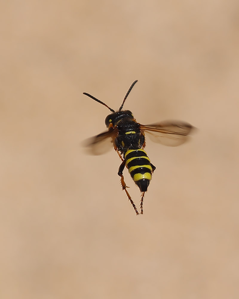 Cerceris arenaria